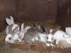 Kaninchen- Juntiere,  sowie Schlachtkaninchen zu verkaufen
