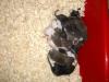 Ratten /  Futterratten abzugeben