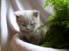 Feivel,  Felix,  Frodo und Filou