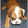 ENGLISCHE BULLDOGGE ZU VERKAUFEN