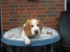 10 Monate alter,  sehr lieber Beagle zu verkaufen