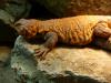 Uromastyx Geyri - NZ 2011 abzugeben