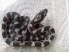  kornnattern, snow, amel, black albino,  motley snow 