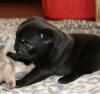 mops welpen