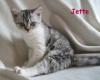 verschmuste Selkirk Rex