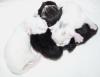 bezaubernde Maine Coon Kitten mit Stammbaum und Schmusediplom