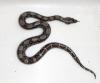 Belizeboa - Boa constrictor imperator Belize Crawl Cay 