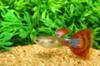  cobra Guppymänner Rot schleierschwanze 