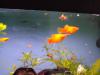 Biete euch hier Junge Platy s an,   es sind gesunde Tiere
