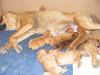 Bordeauxdoggenwelpen-boxermix zu verkaufen