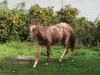 Pony Kinder Pony Mutter POA Leopard Zeichnung Stute 1 Jahr 1,  25