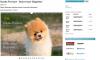 Kalender Planer Hunde Portrait - Dein treuer Begleiter
