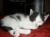 perser baby sucht zuhause