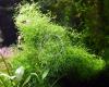 Sternlebermoos,  Aquarienpflanze,  Versand/  Abholung