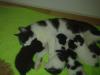 kleine Katzenkinder abzugeben............