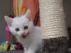 SCHNEEWEIßER Kater + schwarz-silberne Mieze, 10 Wochen alt, suchen ein Zuhause!