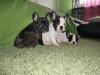 Französische Bulldogge Welpen, 