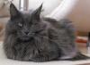 Maine Coon Katze bleu zu vergeben