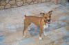 junger,  sportlicher Hund sucht dringend ein Zuhause