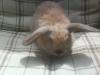 hasen kleine