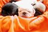 Reinrassige Mops-Welpen MPRV e. V. sportlich,  agil und gesund