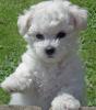 5 Bichon a poil Fris  Welpen