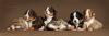 Zauberhafte Miniatur Australian Shepherd Welpen,  suchen ein liebevolles Zuhause
