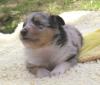 Sheltie-Welpen (VDH) Hündin in blue-merle