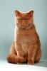 Britisch Kurzhaar - Deckkater - CINNAMON