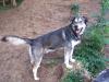 Noah, ein Traumhund