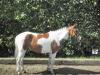 6-jährige Ponyscheckstute zu verkaufen
