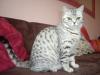 Katze abzugeben BKH Britisch Kurzhaar tabby black  silver spotted (Whiskas- Katz
