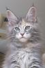 MAINE COON Jungkatze KASTRIERT,  *04.7.10,  geimpft,  gechipt,  Stammbaum,  Luxpinsel