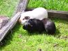 Junge Meerschweinchen