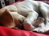 Labrador/ Collie-mix Weibchen 6 Monate sucht neuen Wirkungskreis
