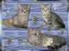 wunderschöne reinrassige BKH kitten Whiskas, maikitten