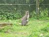 Benett- Wallaby