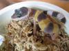 Leopardgeckos Nachzuchten 2011