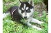 Siberian Husky Welpen mit VDH /  DCNH /  FCI Papiere!