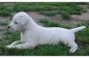 süße Dogo Argentino welpen