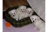 Malteser-Welpen,  mit Welpen-Set, 