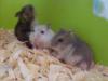    Dschungarische Hamster Baby s abzugeben