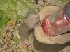 Hamsterschar sucht ein neues Zuhause