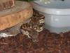 Boa /  südl Madagaskarboa - arcantrophis dumerili 3.2 ENZ 09