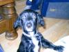 junior kleiner mischling