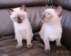 2 Reinrassige,  Siam Thai Katzen Babys ab Sofort