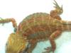 Farbbartagame Red/ Cirus 100 % Hypos