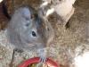 3 Degu Weibchen Ohne Käfig abzugeben