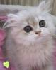 Perser und Exotic Shorthair Kater blue golden Chinchilla 13 Wochen alt mP abzuge