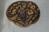 Python regius NZ 2011 Butter, Butterpastel, Lesser und Pastel